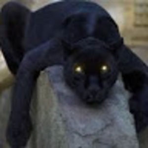 Meet your Posher, Sylvia